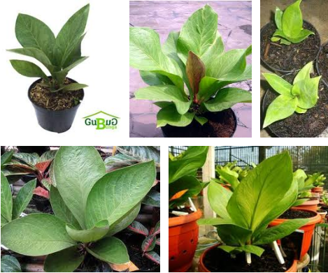 Jenis Jenis Bunga Anthurium Paling Mahal Dan Populer Lengkap | Bertanam