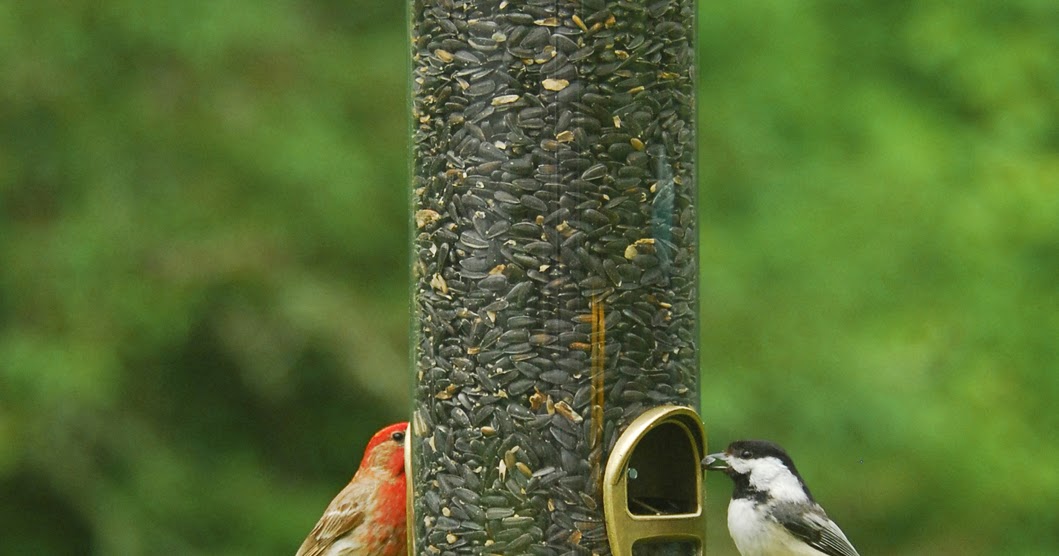 best 28 birds unlimited island birds unlimited best 28 birds unlimited island birds unlimited