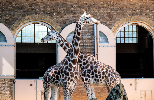 London Zoo, giraffes