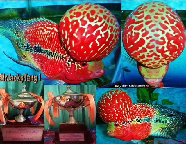 Gambar Ikan Luohan Juara Kontes thailand