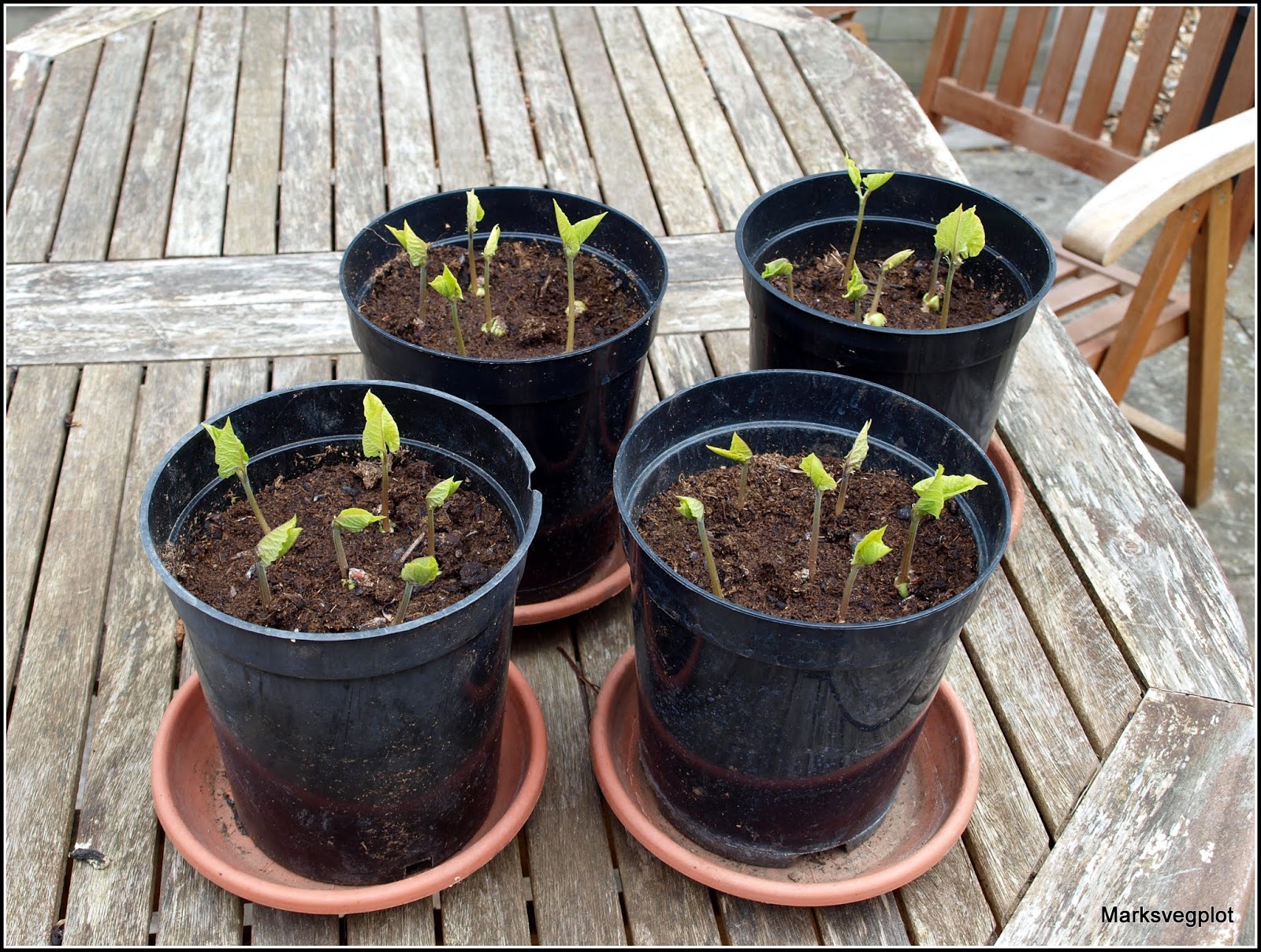 Mark's Veg Plot Runner Beans started off