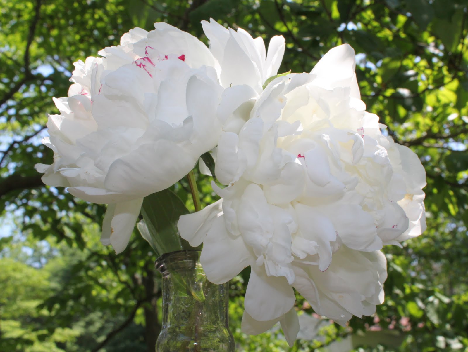 52 FLEA White Peonies