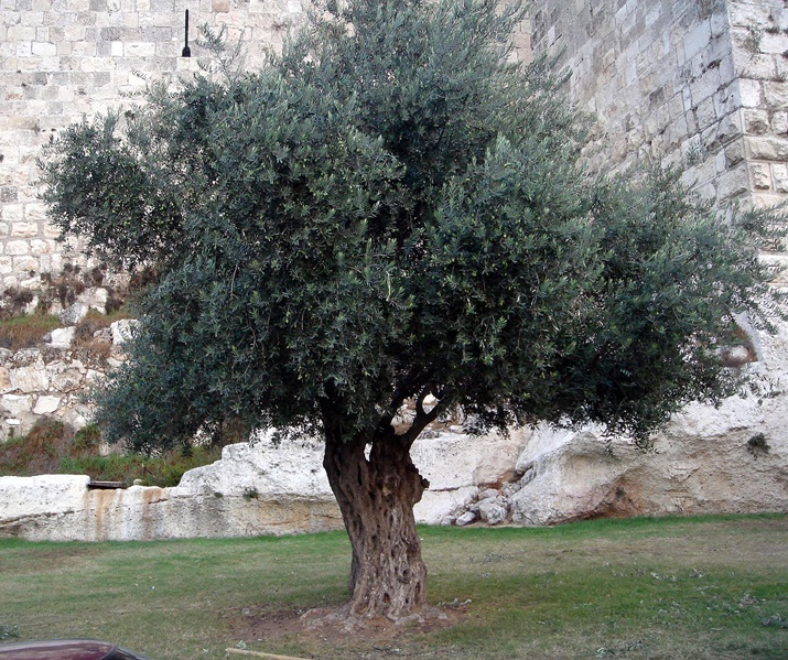Fênix Plantas e Jardins Oliveira; Da antiguidade à mesa