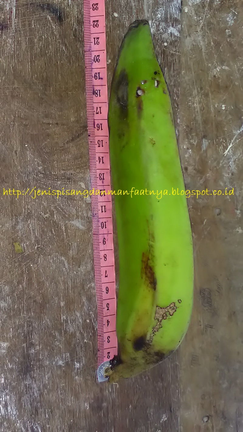 Gambar Panjang Buah Pisang Raja Nangka Perbedaan Pisang Raja Nangka Dan Pisang Tanduk Dari Panjang Buahnya