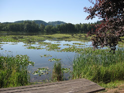 Vernonia Lake ...