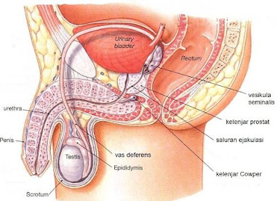 Pengertian Sistem Reproduksi pada Manusia, Struktru, Alat, Organ, Anatomi, dan Fungsinya