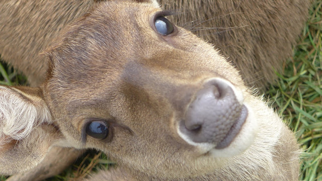 Wisata Bandung Selatan : Ranca Upas dan Situ Patenggang ...