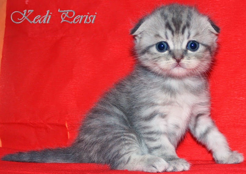 Scottish Fold dişi yavru JASMİN British Shorthair Scottish Fold
