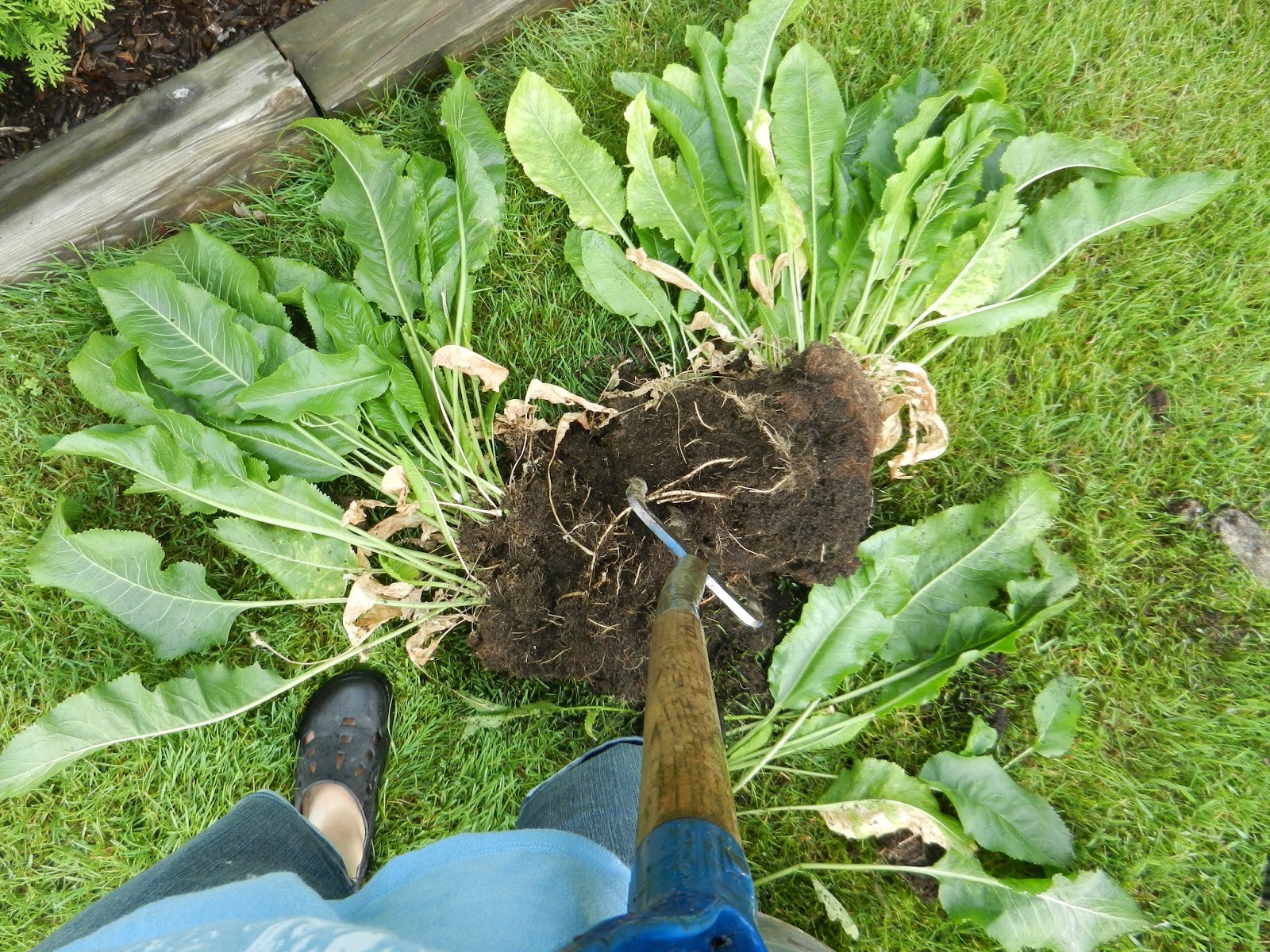 MI Lake Home Garden How to Grow and Preserve Horseradish