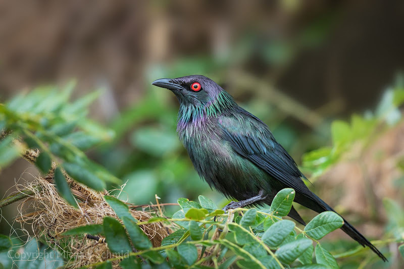 Απλωνίδα Ορνιθοπανίδα