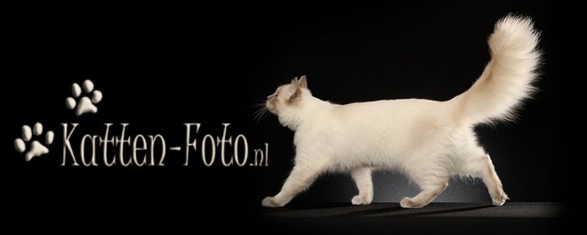 Katten-Foto