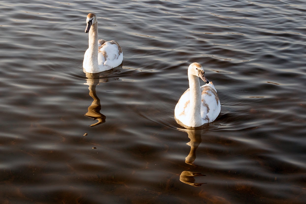 two swimming swans
