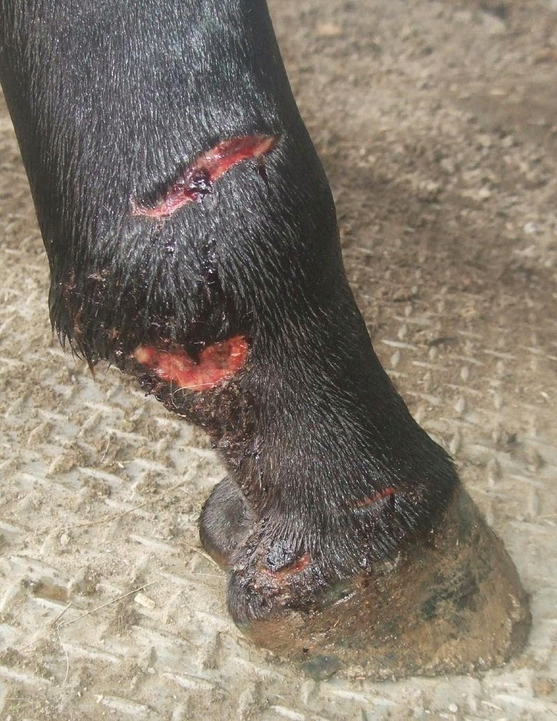 4 Ways to Treat Deep Cuts - wikiHow