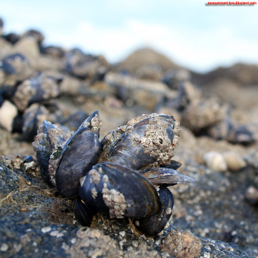 SauvagementBon Coquillages et tubes