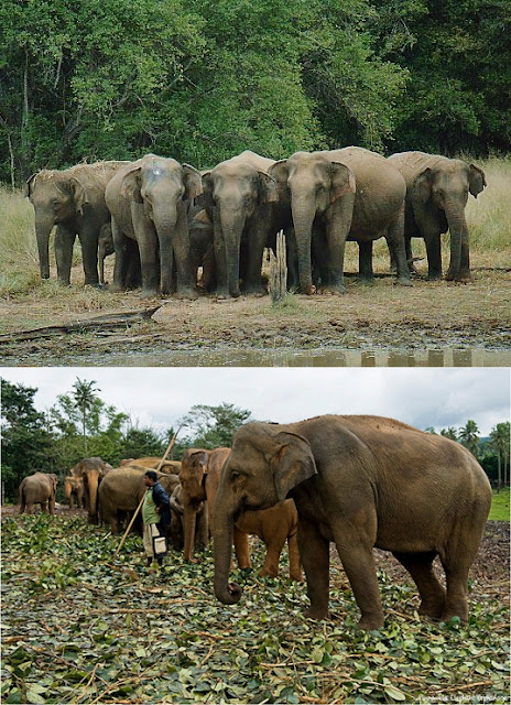 Pinnawala elephant orphanage 