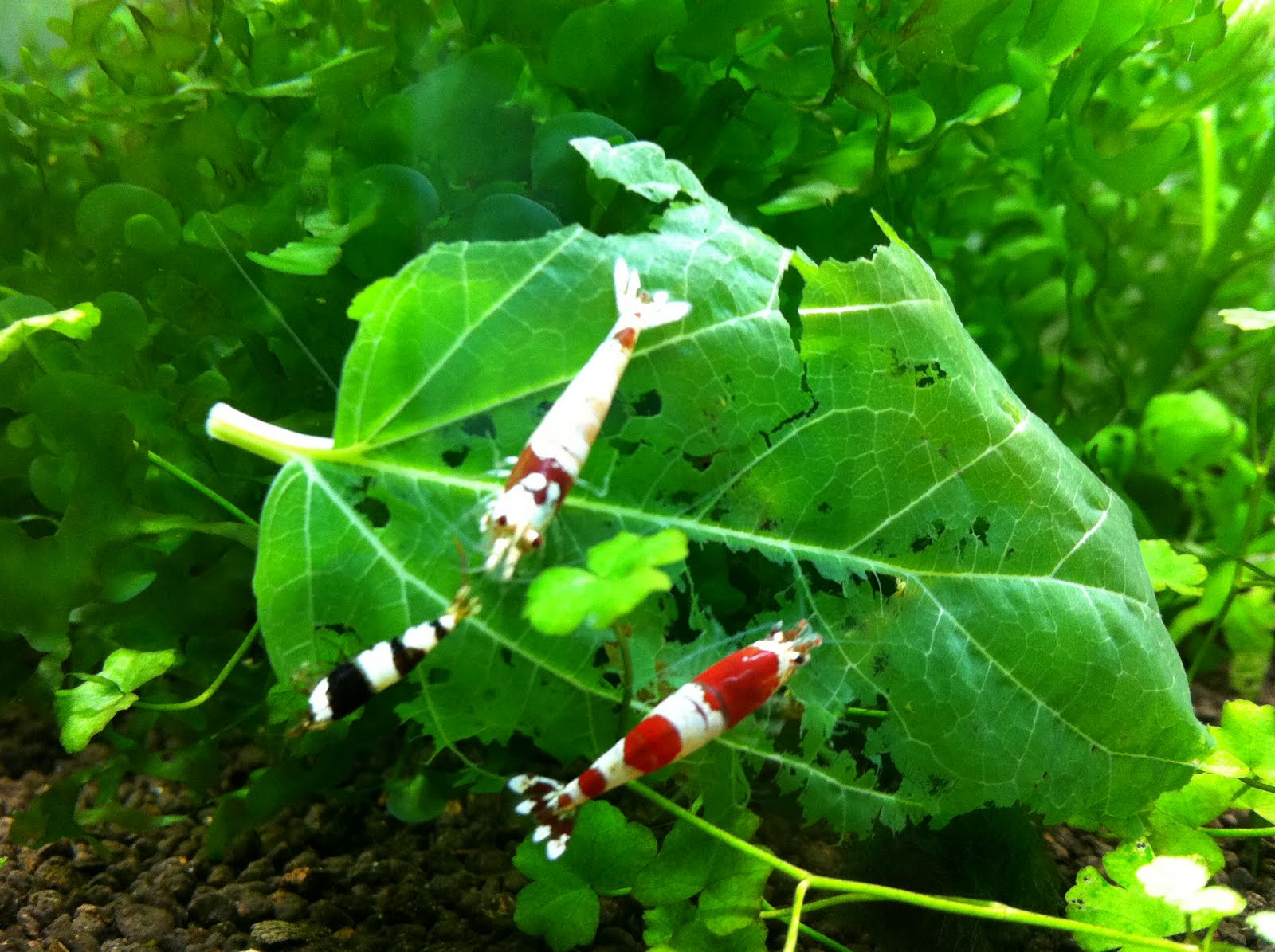 Emboli's Aquariums SHRIMP TANK Mulberry Leaves