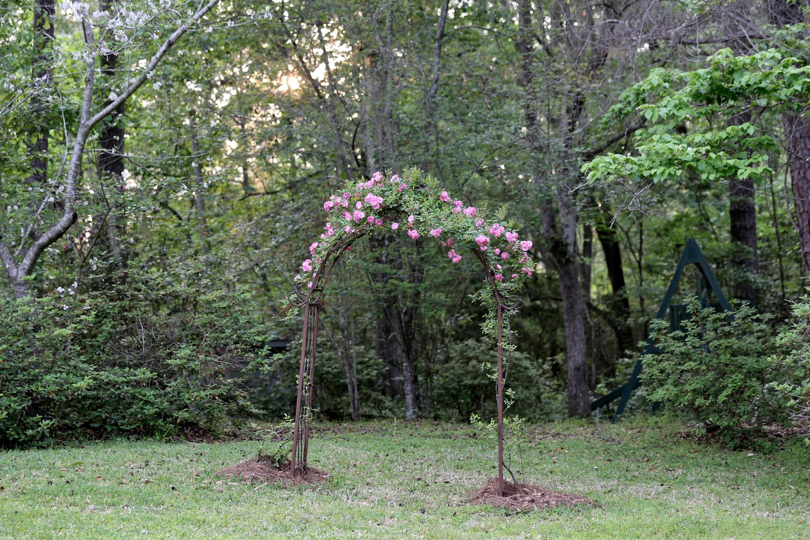 Sweet Southern Days The Katrina Rose (Peggy Martin Rose)