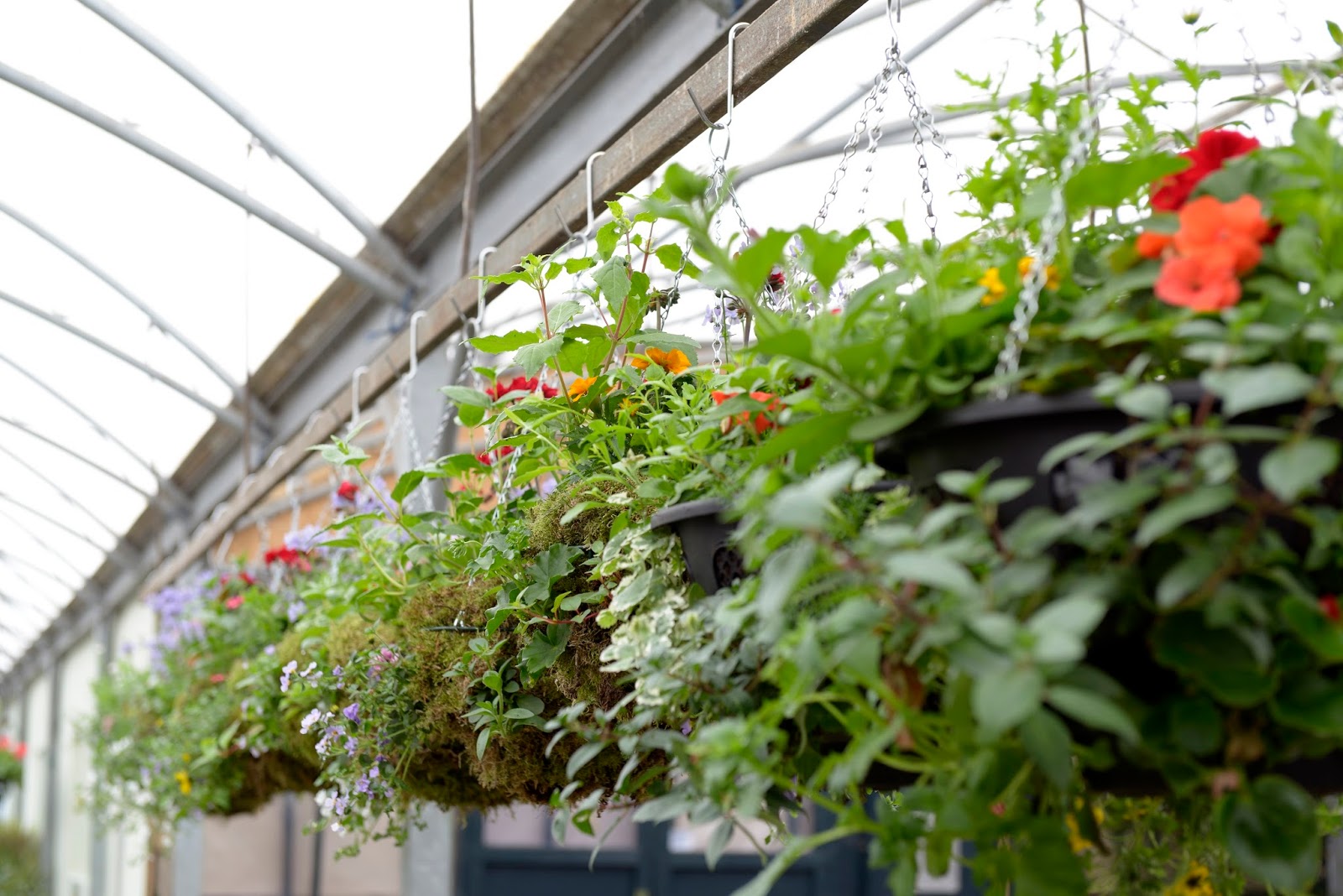 How to have stunning hanging baskets & patio pots