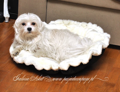 shabby chic dog