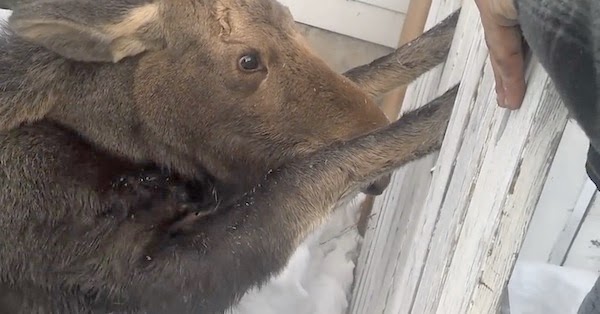Men Free A Baby Moose Who Got His Front Legs Stuck In A Fence.