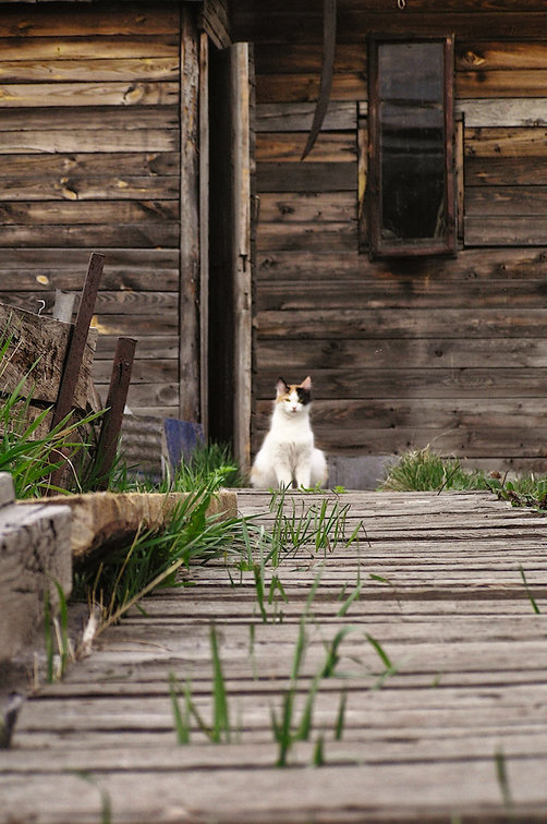 Деревня карликово белый кот фото
