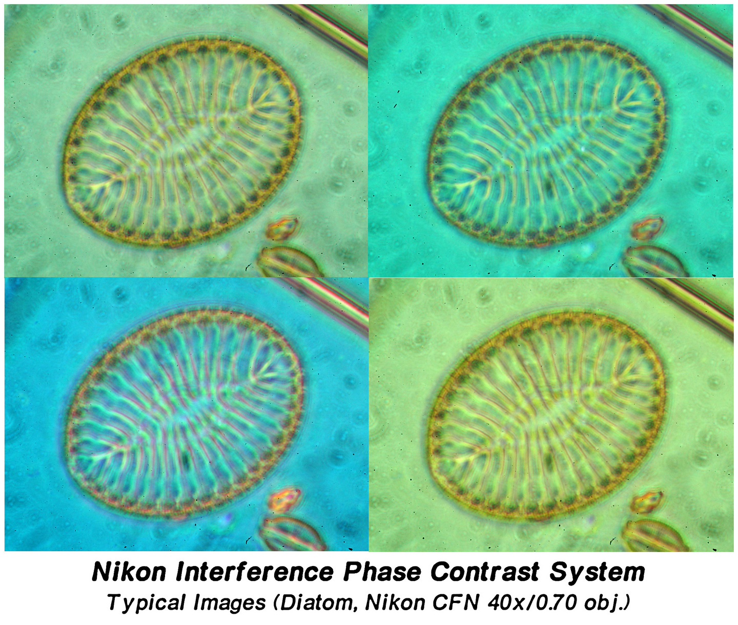 Better Microscopy the blog Variablecolor Phase Contrast