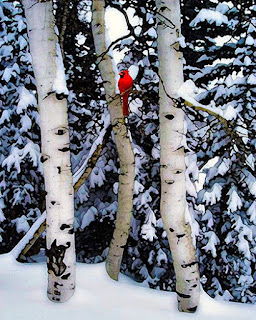 Have a Snowy Birch Bark Holiday