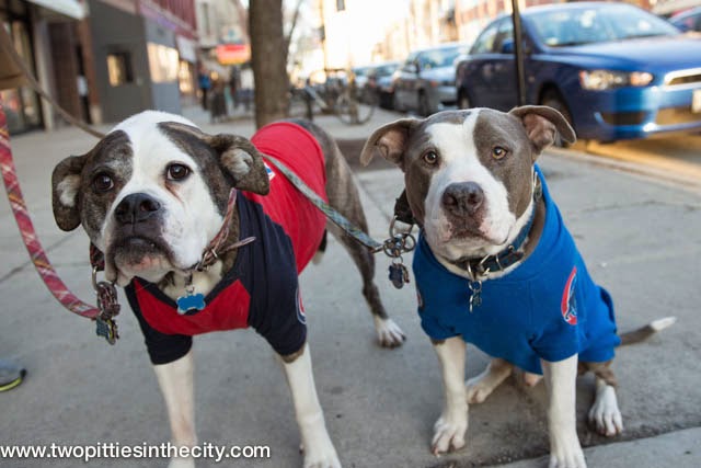Two Pitties in the City: DoggyStyle: Custom Chicago Cubs Hoodie and a  Baseball-Tee