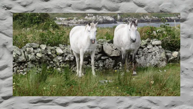 Weekend in Connemara - Connemara Ponies