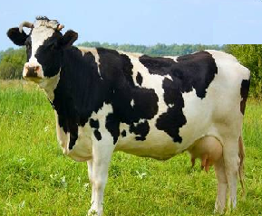 Cows meaning in hindi, Spanish, tamil, telugu, malayalam, urdu, kannada name, gujarati, in marathi, indian name, marathi, tamil, english, other names called as, translation Cows meaning in hindi, Spanish, tamil, telugu, malayalam, urdu, kannada name, gujarati, in marathi, indian name, marathi, tamil, english, other names called as, translation