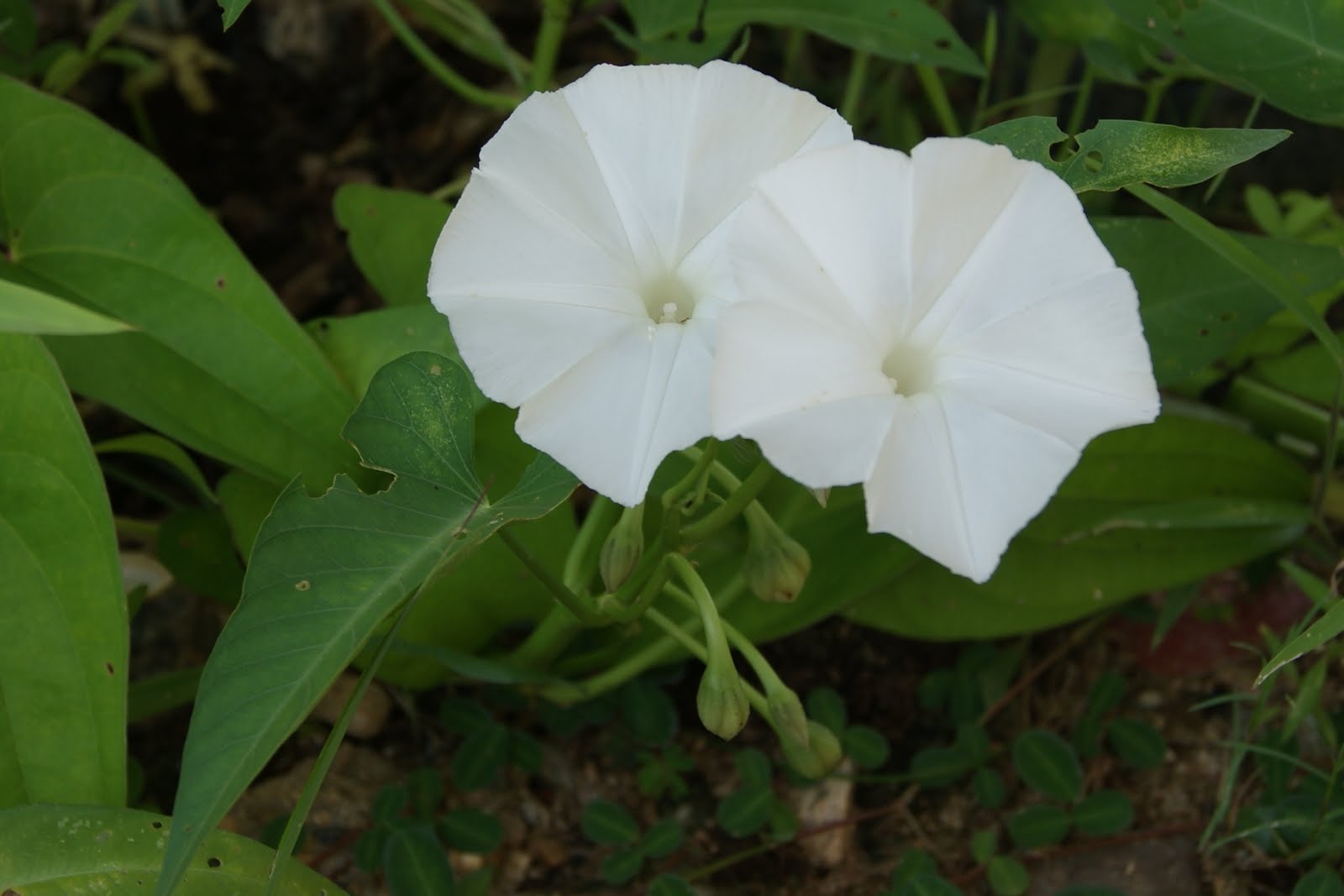 My little vegetable garden Kangkong white flowers and eventual seeds