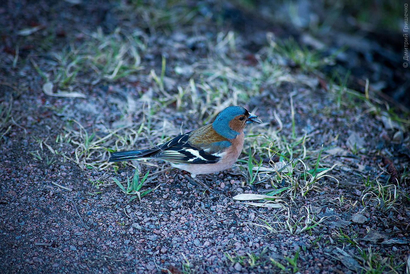 Миттельшпиль