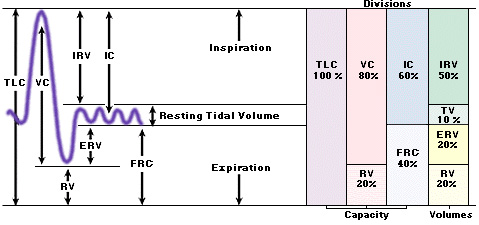 activity 8 respiratory volumes Answer to activity 1 measuring respiratory volumes and calculating capacities 1 what would be an example of an everyday respirat. activity 8 respiratory volumes Answer to activity 1 measuring respiratory volumes and calculating capacities 1 what would be an example of an everyday respirat.