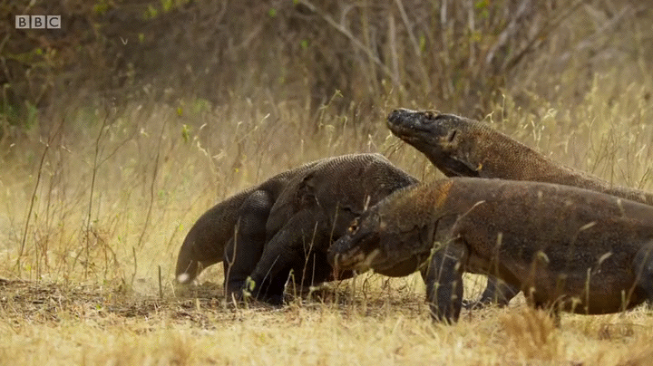 The Bernel Zone Top 10 Moments In Planet Earth Ii