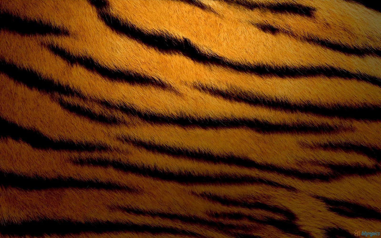 Tiger Wallpapers ~ Free Wallpapers, Best Wallpapers