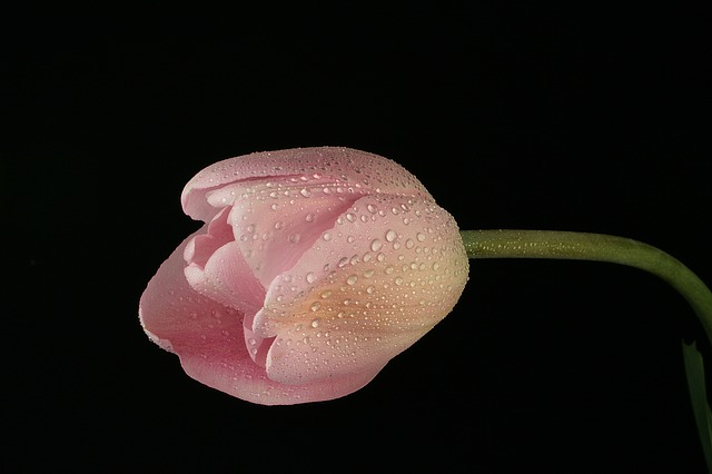hoa tulip hồng, tím đẹp nhất 9