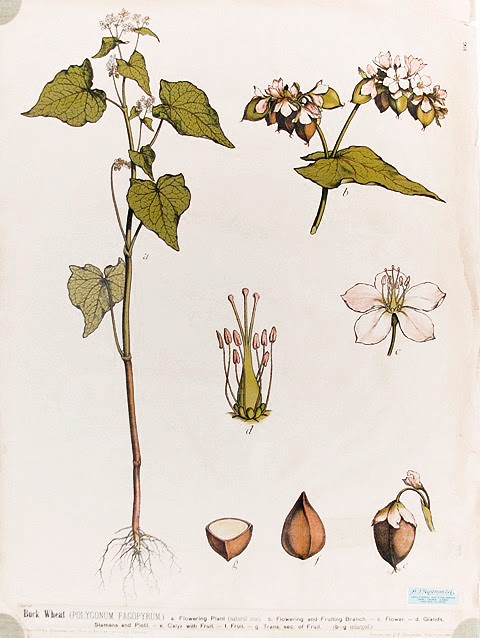 Гречиха растение рисунок