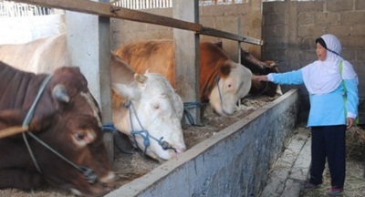 Ternak Sapi Tanpa Ngarit Tiap Hari Dengan Pakan Fermentasi Soc Hcs Untuk Pakan Fermentasi Hewan Ternak Sapi