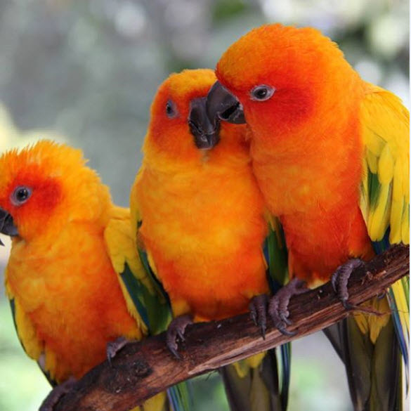 cockateils