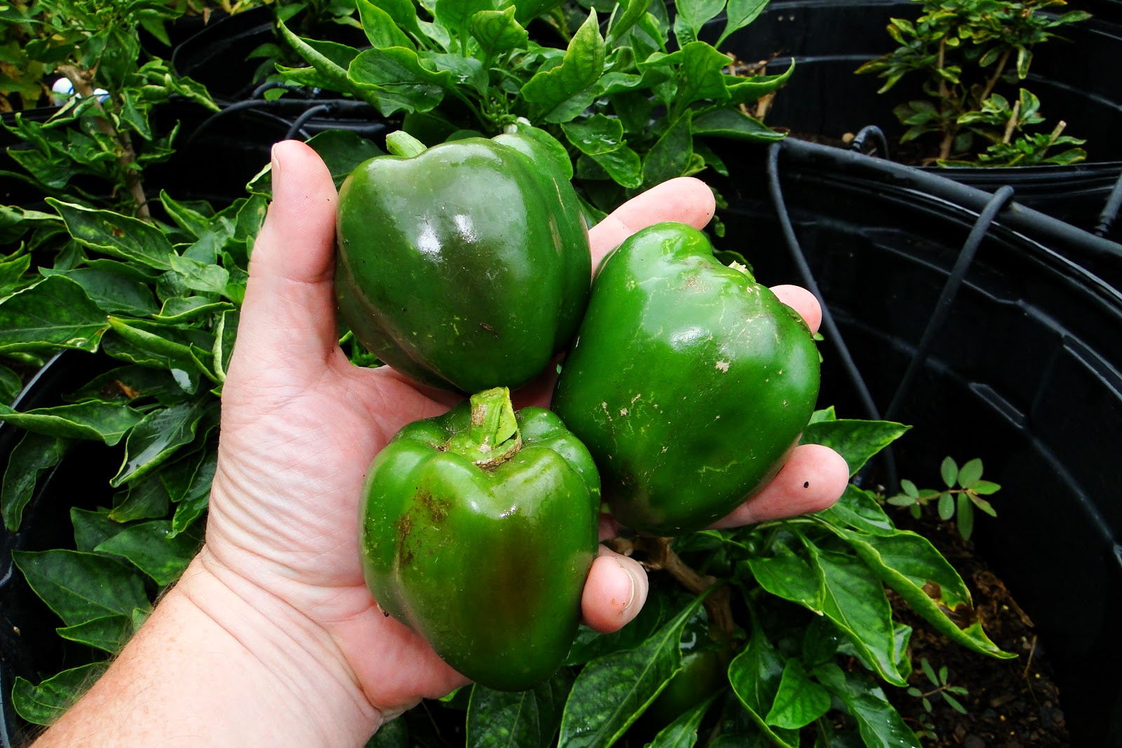 Alejandro Pepper Farm California Wonder Bell Pepper