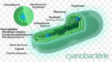 CYANOPHYTA (SYANOBACTERIA) ~ MATERI DAN SOAL IPA UNTUK SMA