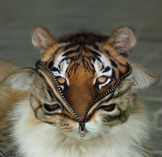 Photoshopped Animals