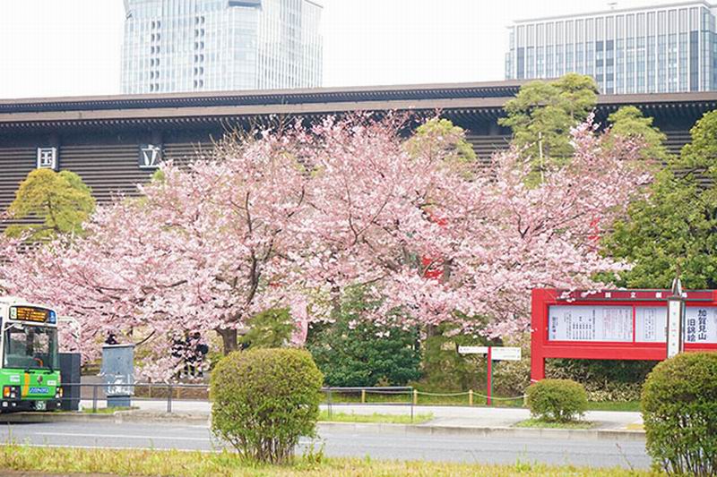 Taman Chidorigafuchi Tempat Di Jepang Yang Cocok Untuk 