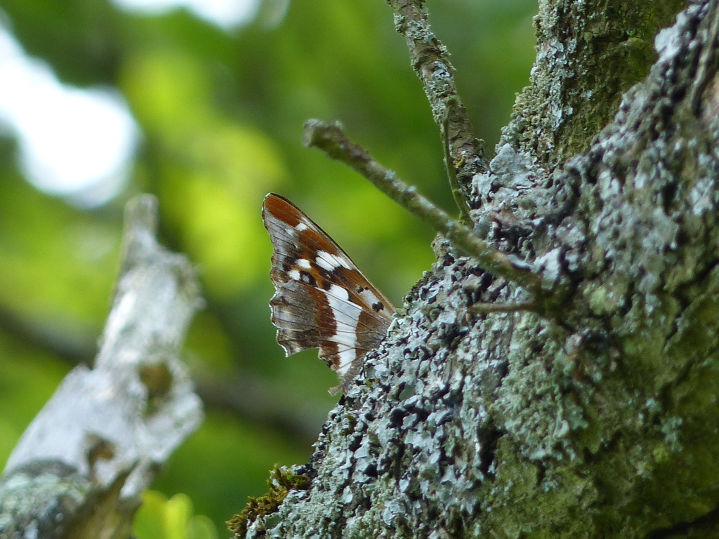 The Purple Empire Importance of Oak Sap