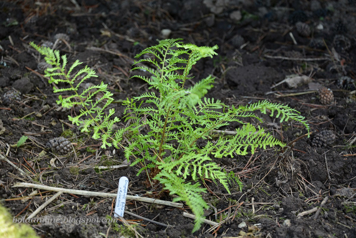 rohenäpp: Noored nunnud ritta. Lõppu vanemaid ka