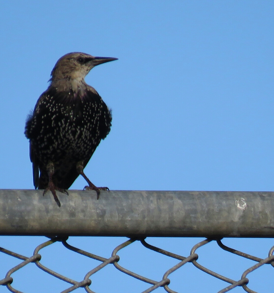 Bird and Travel Photos, Birding Sites