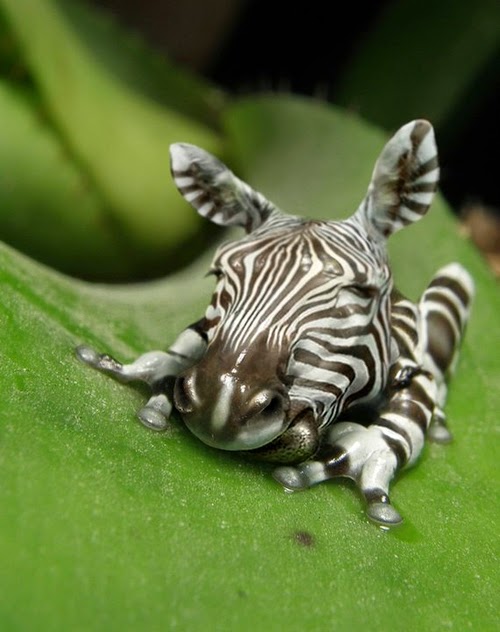 04-Zebra-and-Frog-Jan-Oliehoek-Animal-Mashup-&-Photo-Manipulations