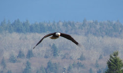 bird flying towards me 7