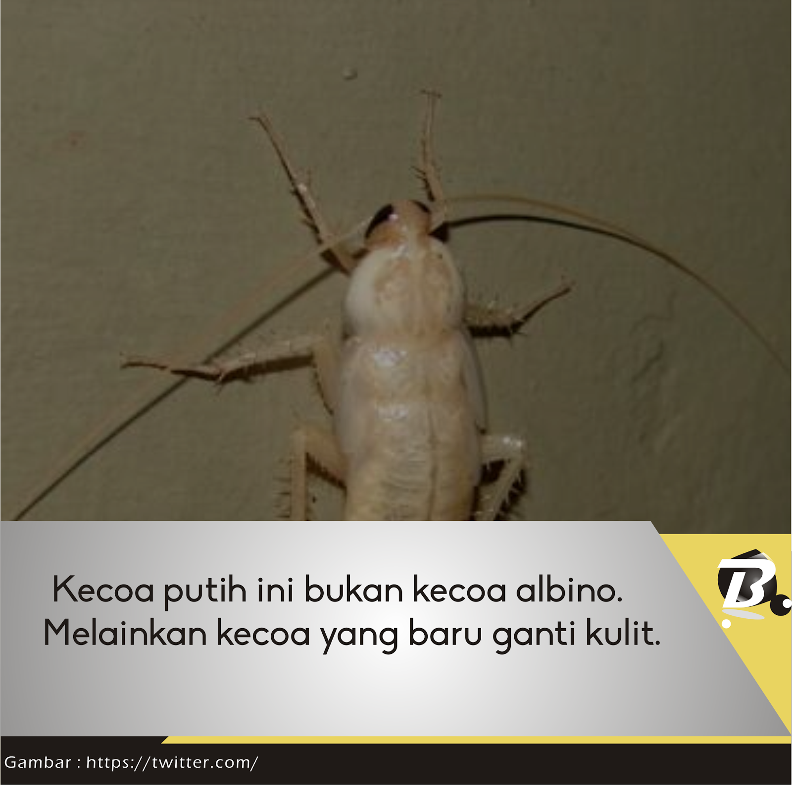 Kecoak putih