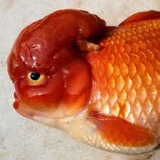 BIG BRAIN TECHNOLOGIES: Make Big Fish Brains